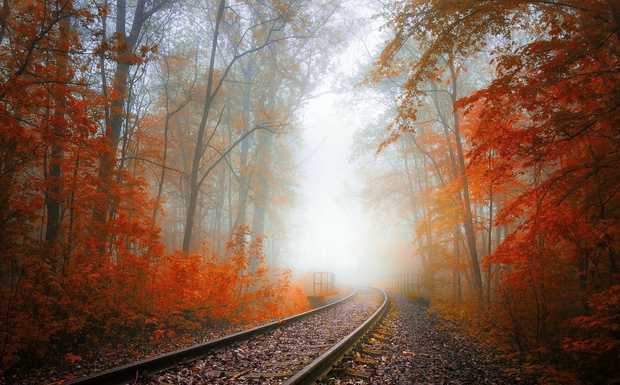 Осенняя дорога домой. Осенняя дорога. Железная дорога осень. Дорога в осень. Поезд в осеннем лесу.