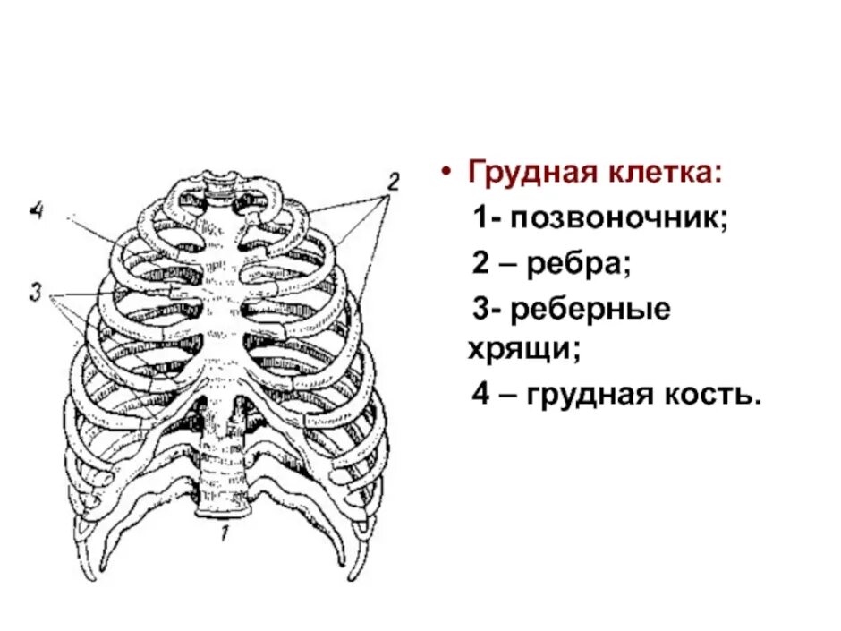 Какое строение грудной клетки. Схема костей грудной клетки. Строение грудной клетки человека анатомия. Схема ребер грудной клетки. Схема строения грудной клетки рисунок.