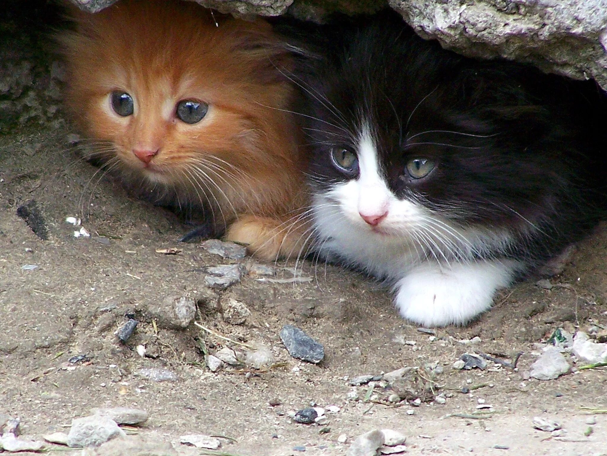 Уличные котята. Бездомные кошки. Бродячие кошки. 2 бездомных кота. Маленький котенок уличный.