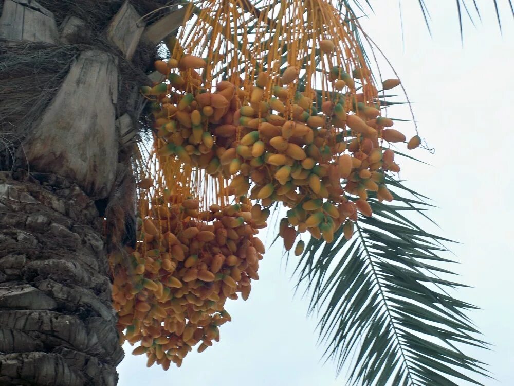 финике турция пляжи. финике пляж. финики турция. финике город в турции. финике пляж турция пляж.