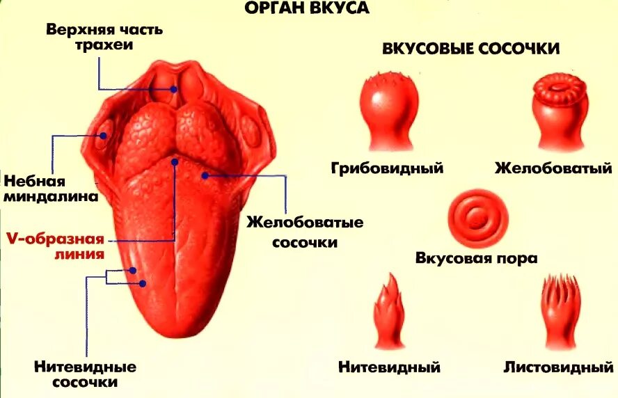 Язык человека литературный. Строение органа вкуса. Вкусовой сосочек. Желобовидные вкусовые сосочки. Строение вкусового сосочка языка. Вкусовые рецепторы на языке человека.