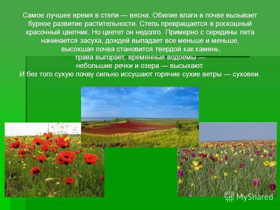 Степная зона презентация. Растительность зоны степей в россии. Сообщение на тему степь. Сообщение на тему степь. Степь презентация.