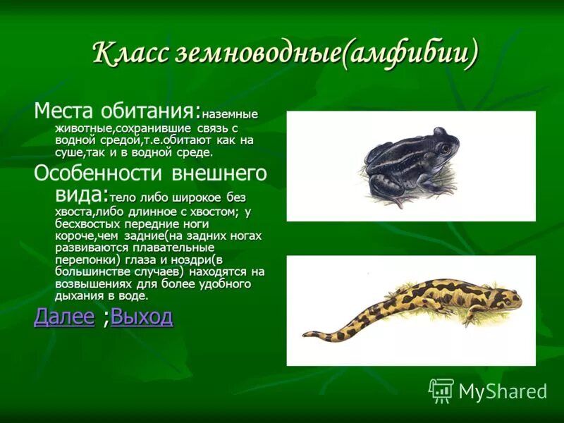 отряд бесхвостые среда обитания. класс земноводные. земноводные места обитания. жаба приспособление к среде. среда обитания амфибий.