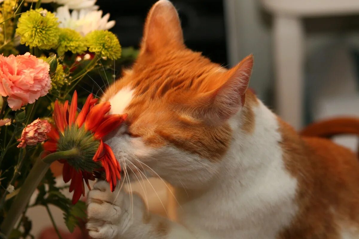 Цветочный горшок котик. Кошка и комнатные цветы. Чтобы коты не ели цветы. Кошка на подоконнике. Чтобы коты не ели цветы.