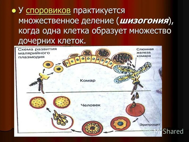 Шизогония малярийного плазмодия. Формы бесполого размножения шизогония. Множественное деление шизогония. Множественное деление шизогония. Шизогония половое.