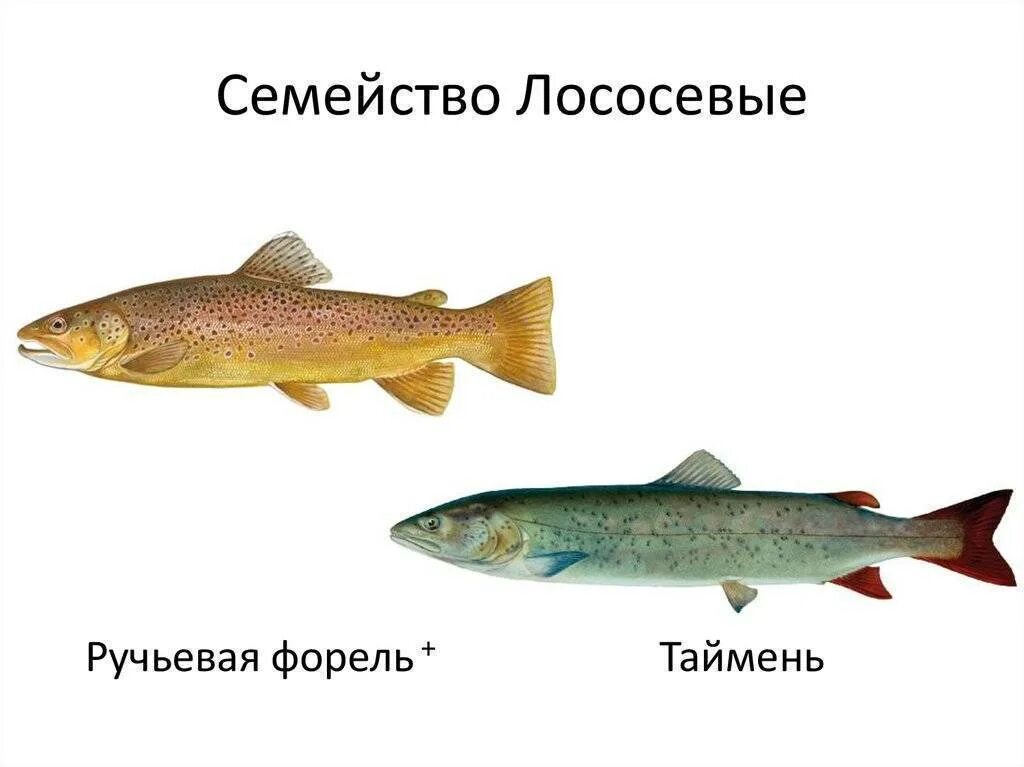К какому классу относится лосось. Лосось семейство лососевых. семейство лососевых рыб список. лососевые рыбы названия. лососеобразные рыбы представители.