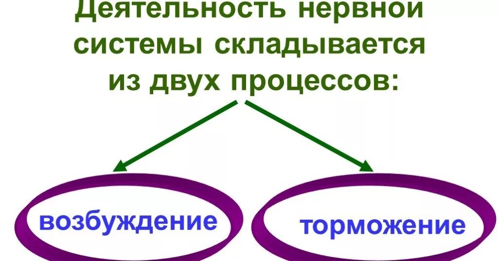 Процессы нервной деятельности. Процессы возбуждения и торможения. возбуждение и торможение. процессы возбуждения и торможения в цнс. основные процессы нервной системы возбуждение и торможение.