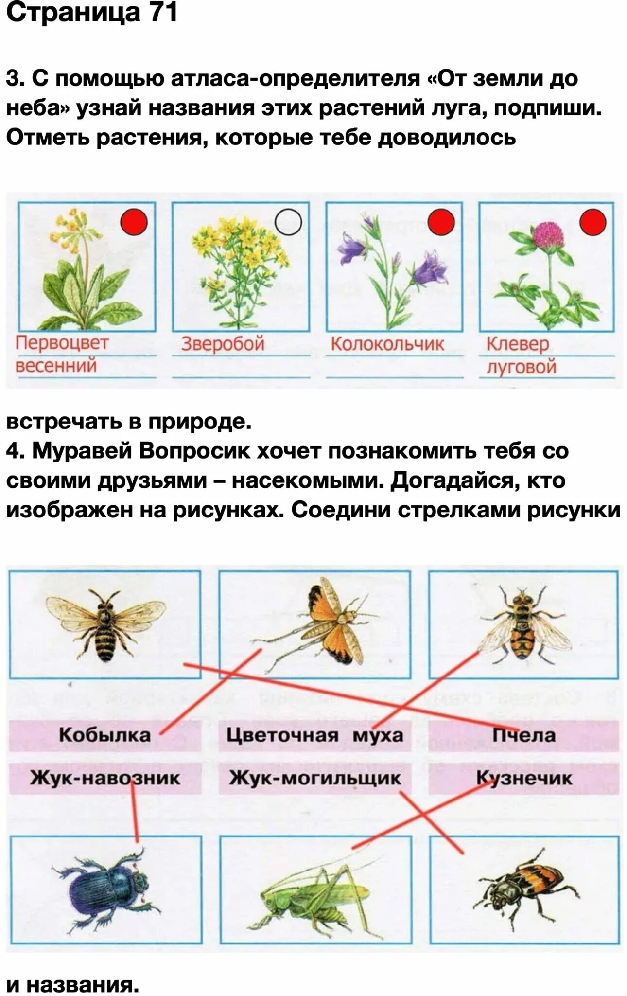 Атлас-определитель окружающий мир 4 класс Плешаков жизнь Луга. Окружающий мир 4 класс рабочая тетрадь Плешаков страница 71. Окружающий мир 4 класс рабочая тетрадь стр 71.