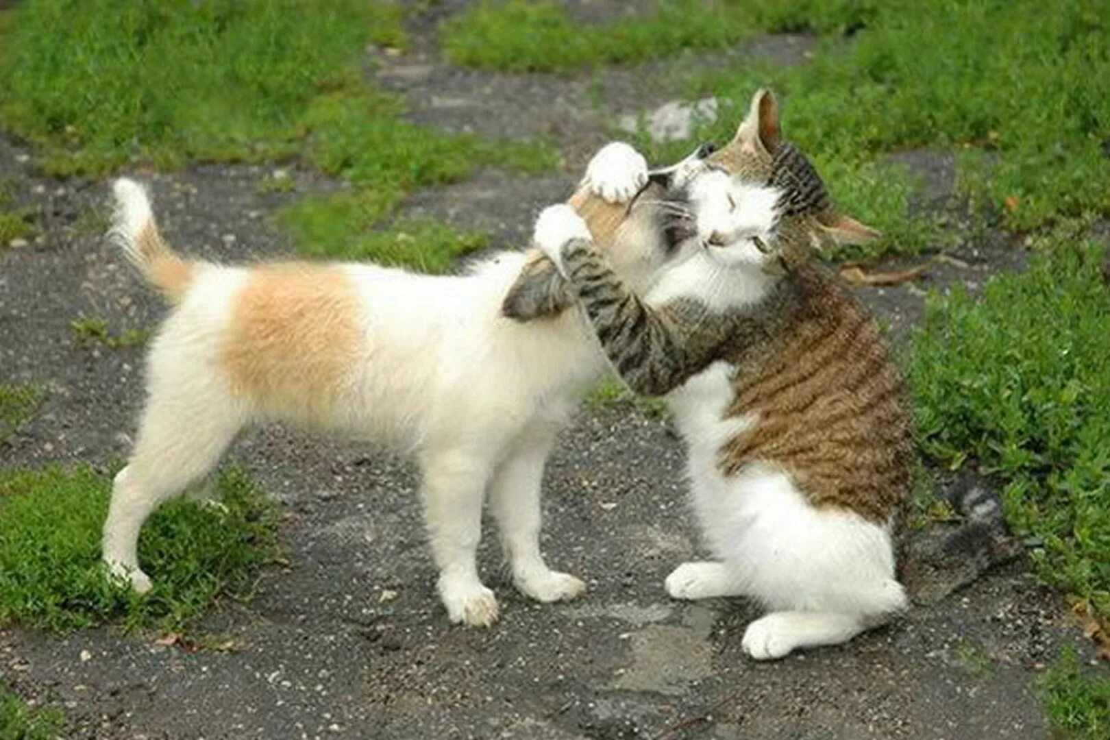 Ласковое слово и приятно. Объятия животных. Котики обнимаются. Обнимашки котят. Дружба котов.
