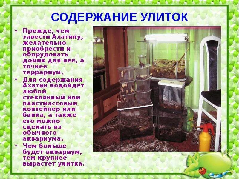 В чем содержат улиток. Содержание улиток ахатин. контейнер для улиток ахатин как обустроить. домик для улитки. домик в террариуме для ахатин.