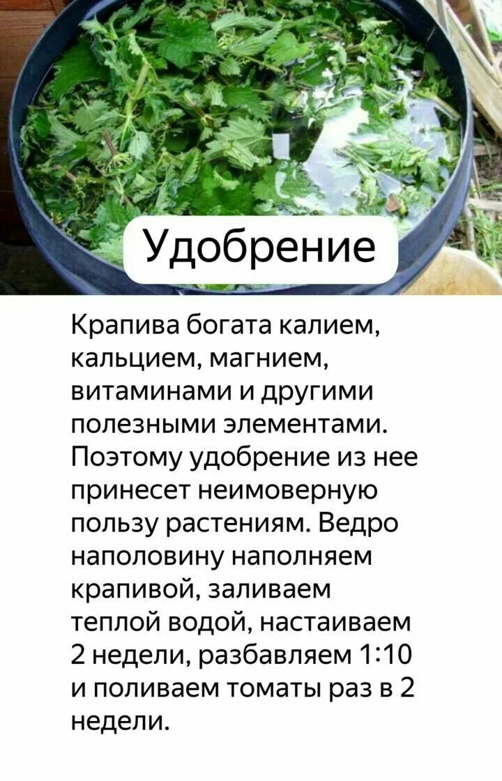 Настой крапивы для подкормки томатов. Настой из крапивы для помидор. Крапива для томатов. Крапива подкормка для помидор.