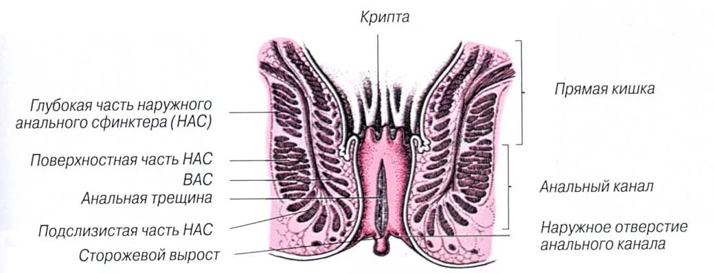 крипты прямой кишки. парапроктит и параректальные свищи.