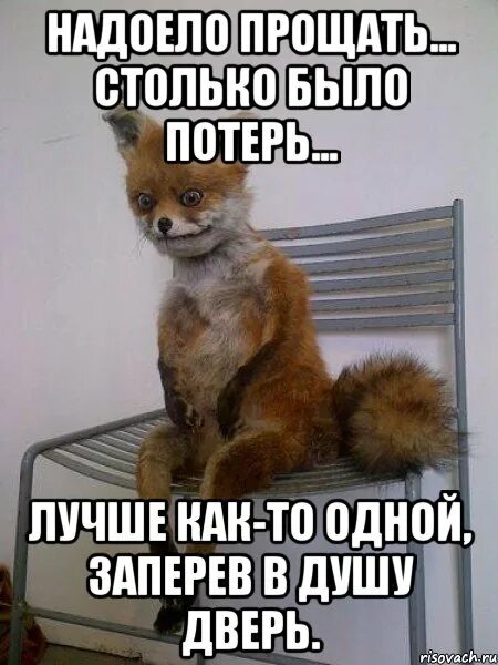 Надоело быть профи. По стене ползет верблюд все коленки ободрал. по стене ползет верблюд. надоело картинки. от меня ушла настя.