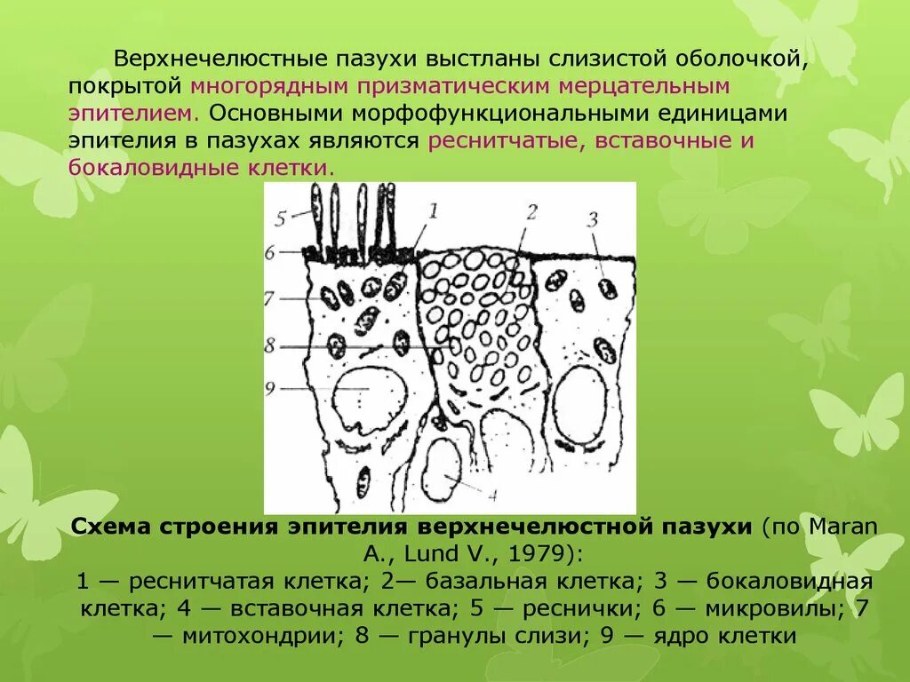 Гайморовых пазух слизистой оболочки. Слизистая гайморовой пазухи строение. Строение слизистой гайморовой пазухи. Эпителий гайморовой пазухи. Слизистая гайморовой пазухи гистология.