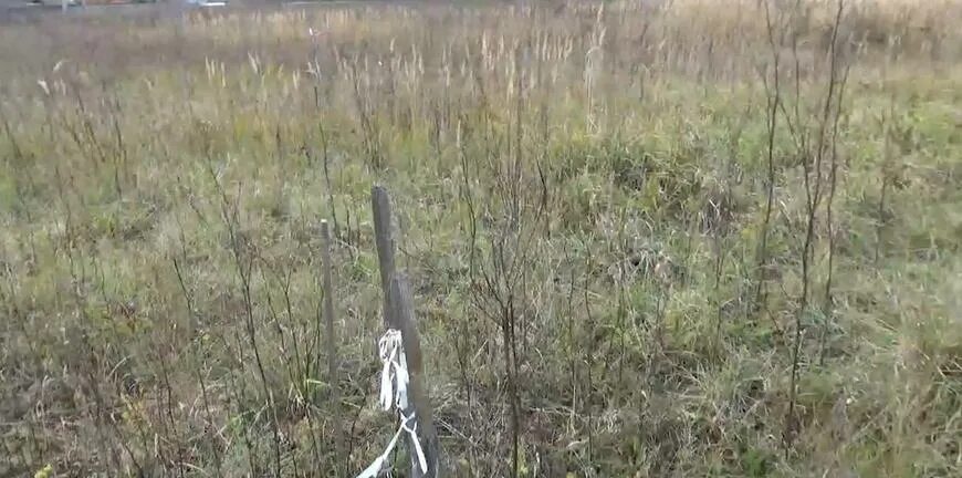 Гибнущий сад и несостоявшаяся даже. Гибнущий сад и несостоявшаяся даже