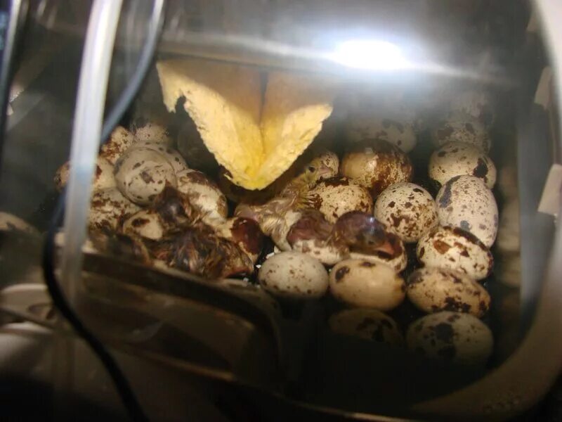 Перепелка жемчужная фея. Овоскопирование утиных яиц. Яйцо индейки инкубационное овоскопирование. Выводок цыплят. Инкубация эублефаров.