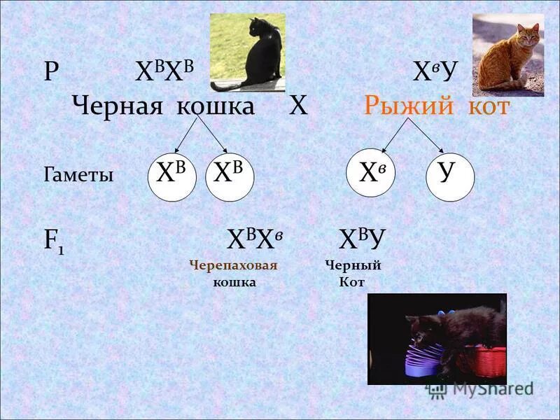 Как наследуется пол у млекопитающих. Независимое наследование сцепленное с полом. генетика пола сцепление с полом наследование. генетика пола это в биологии 9. генетика пола презентация 9 класс.