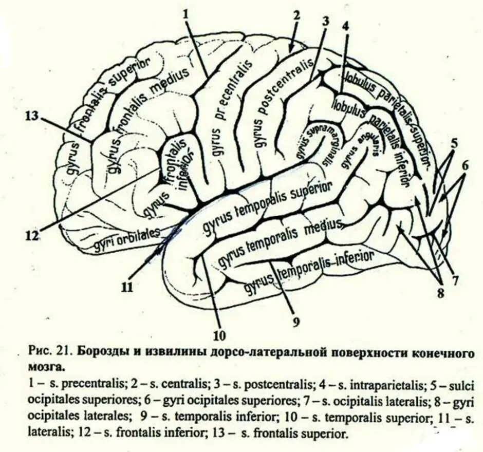 Борозды и извилины головного мозга анатомия. Борозды доли извилины коры головного мозга. Борозды и извилины латеральной поверхности коры больших полушарий. Конечный мозг строение борозды и извилины. Извилины долей мозга