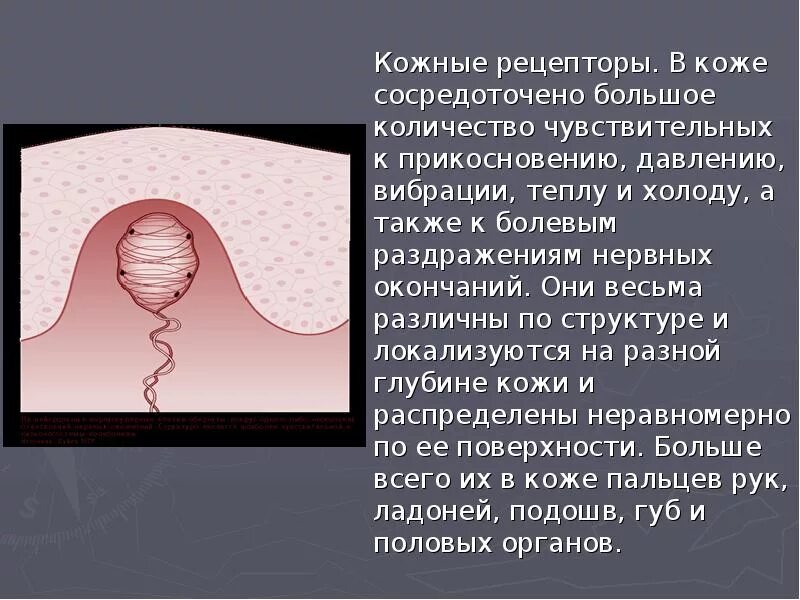 Анализ зрительных раздражений происходит в