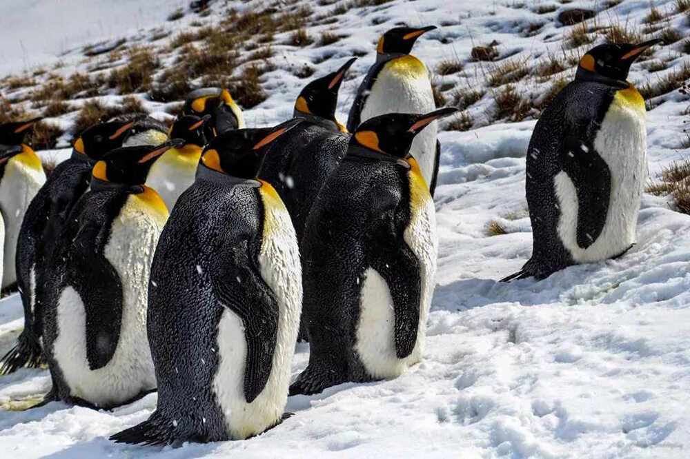 Императорские пингвины живут. Императорский Пингвин фото. Отряд Пингвинообразные. Пингвин Aptenodytes Demersa. Королевский Пингвин.