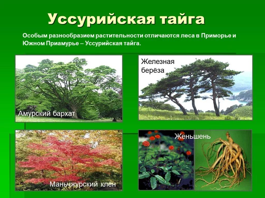 уссурийская тайга природная зона. почему уссурийская тайга несмотря на свое название. рисунок растение уссурийской тайги. уссурийский заповедник растения. почему уссурийская тайга несмотря на свое название.