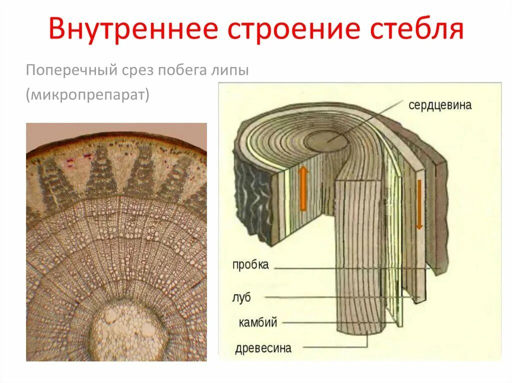 Поперечного среза стебля растения. Продольно-поперечный срез древесного стебля. Строение поперечного среза древесного стебля. Биология поперечный срез стебля. Поперечный срез стебля липы рисунок.