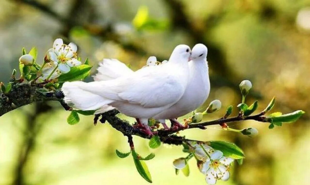 женщина весна. птица арт. лебеди неразлучники. природа птицы. девушка птица фэнтези.