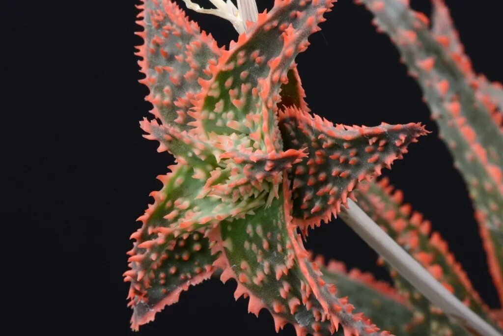 Алой краснеет. Красный алоэ вера. Алой краснеет. Алоэ розовеет. Алоэ желтеет.