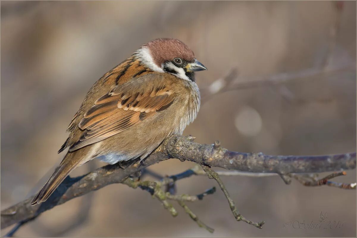 пестрогрудая овсянка. семейство воробьиных певчие. овсянка чиж зяблик. воробей забайкалье. птицы россии.