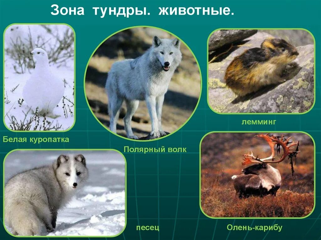 Животные которые обитают в тундре. Животные тундры и лесотундры. Лесотундра животный мир. Тундра и лесотундра животг. Животные лесотундры в России.