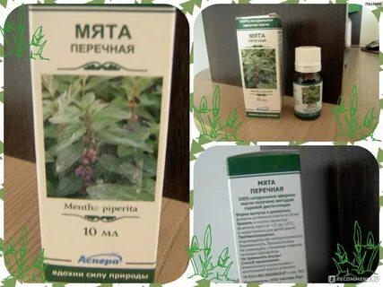 Мята перечная от мышей отзывы