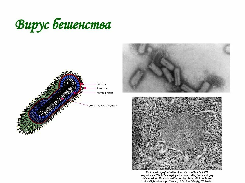 Вирус дика. Рабдовирусы вирус бешенства. Рабдовирусы микробиология морфология. Морфология бешенства микробиология. Строение и структура вируса бешенства.