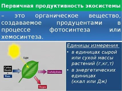 Первичная годовая продукция экосистемы составила