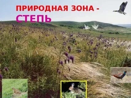 Природные зоны земли степь
