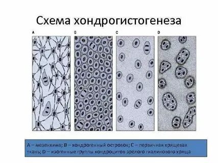 Биологическим гелем является хрящ воздух