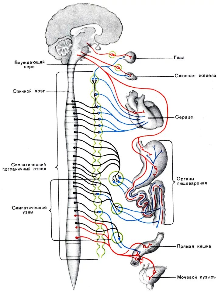 Нервные центры симпатического отдела. Вегетативная нервная система схема. Вегетативная нервная система схема спинного мозга. Нервная система вегетативная нервная система блуждающий нерв. Симпатическая нервная система анатомия схема.