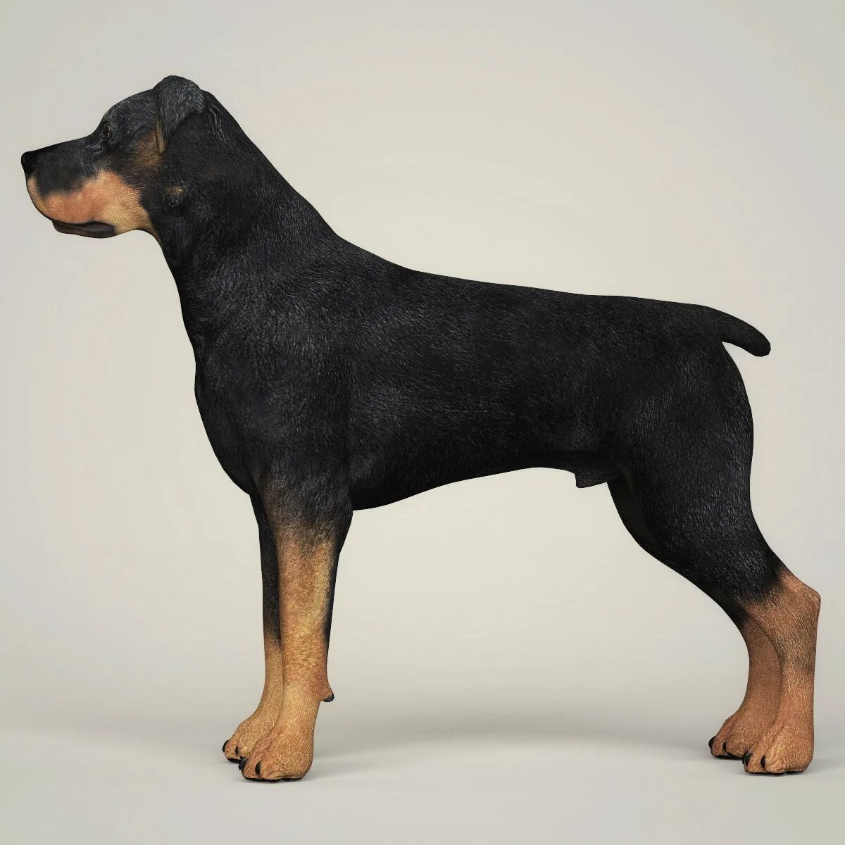 Мод собак реалистичных. Реалистичная собака во весь рост. the dog collection ротвейлер.