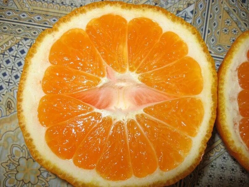 Абхазские мандарины. Испанский апельсин. Мандарины (Абхазия). Апельсины в Абхазии. Мандарин оренбург