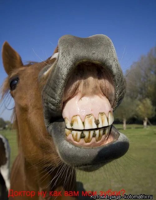 Пословица дареному коню. Пословица дареному коню в зубы не. Пословица коню в зубы. Дарёному коню в зубы не смотрят картинки. Пословица коню в зубы.