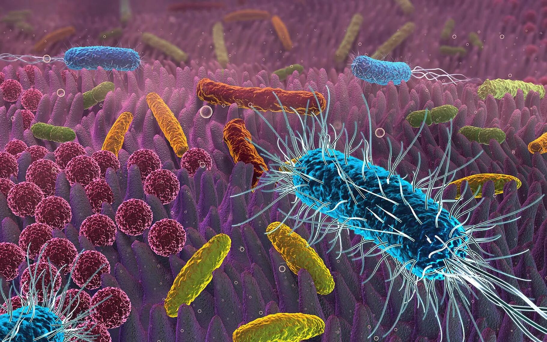 Бактерия кишечная палочка строение. Кишечная палочка внутриклеточный паразит. Бактериофаги пожиратели бактерий. Бактериофаг эшерихия коли. Дисбактериоз кишечная палочка.