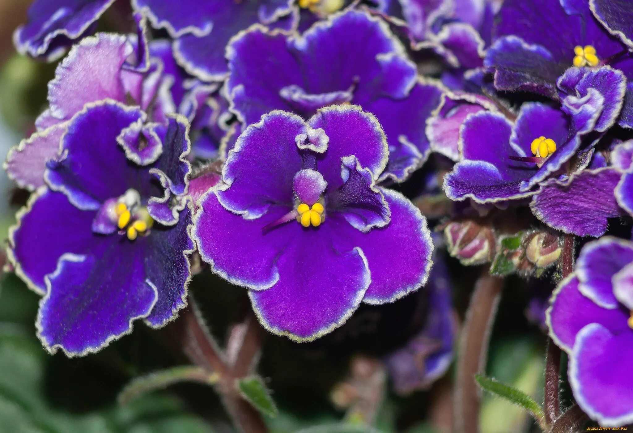 Узамбарская фиалка сиреневая. Фиолетовый кардинал фиалка. Голубая узамбарская фиалка. Узамбарская фиалка махровая. Сенполия узамбарская фиалка.