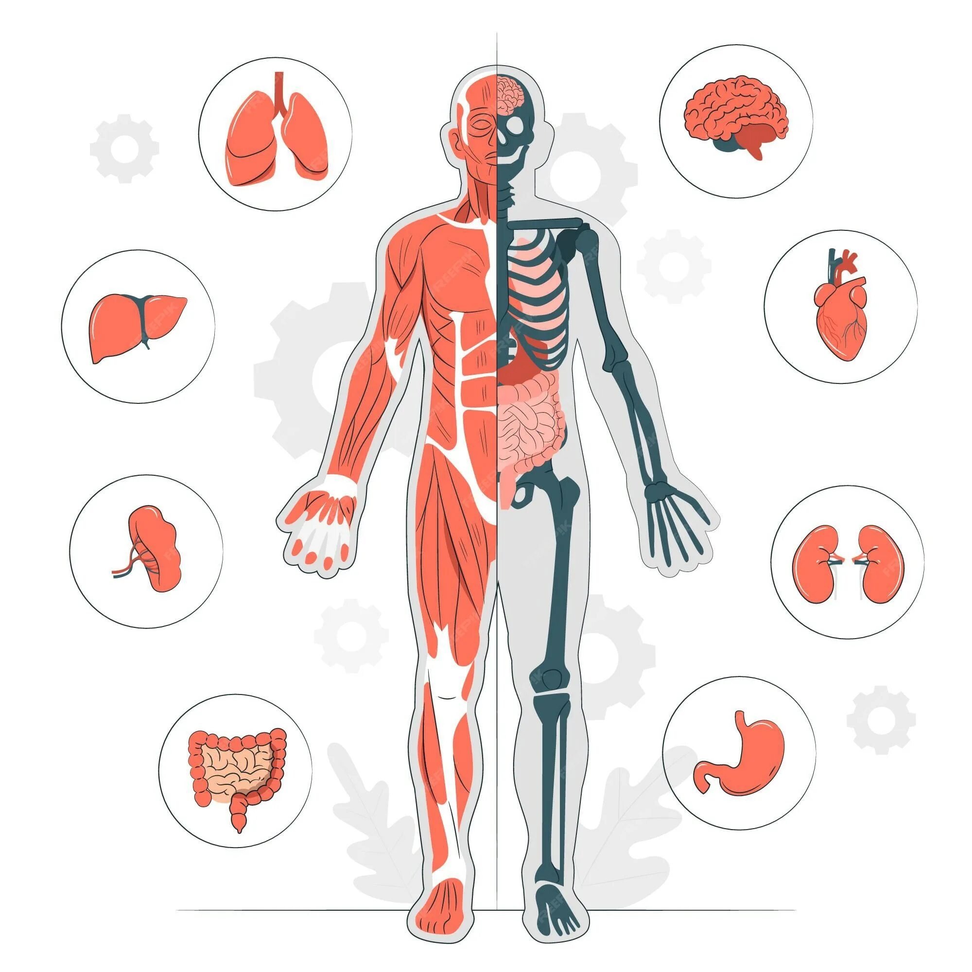 Органы человека вектор. Human body illustration. Анатомия дизайна. Тело вектор. Бесполезные органы