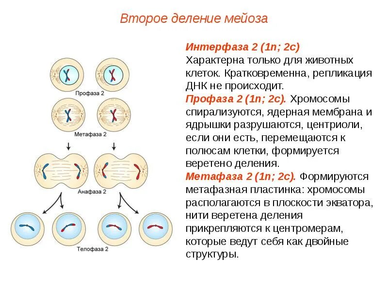 В интерфазе происходит удвоение днк
