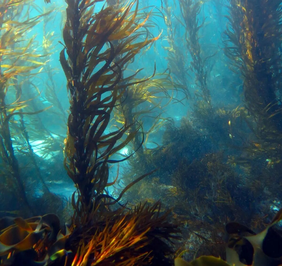 Бурые водоросли глубоководные. Макроцистис водоросли. Macrocystis pyrifera. Бурые водоросли макроцистис. Саргассово море водоросли.