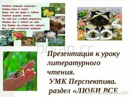 Рассказы на тему люби все живое. Без чего животные на земле не смогут обойтись. Все живое все светлое и. Все живое все светлое и. Люби все живое 3 класс.