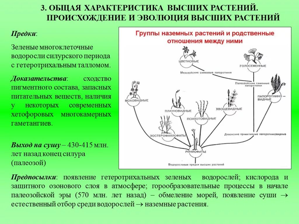 Происхождение возникновение развитие. Схема происхождения высших растений 5. Происхождение и Эволюция высших растений. Водорослевые предки высших растений. Предки наземных растений.