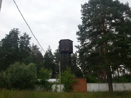 Осаново дубовое