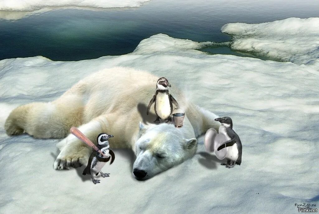 Белый медведь питается. Белые медведи едят пингвинов. Белый медведь ест пингвина. Арктика северное сияние мишки. Белые медведи едят пингвинов.