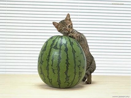Мимо где