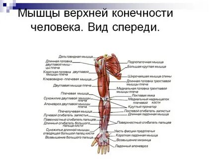 Строение человеческой руки